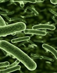 E-Coli