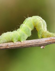 Profert-Les-noctuelles-des-cucurbitacées-01 – Copie