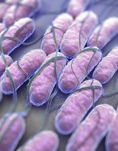 Salmonella