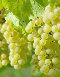 dja_grappe_raisin_noir_90564019 – Copie
