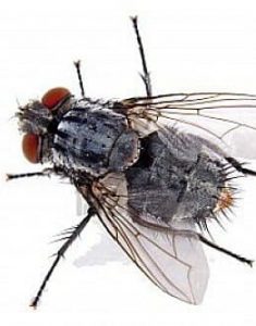 mouche-domestique