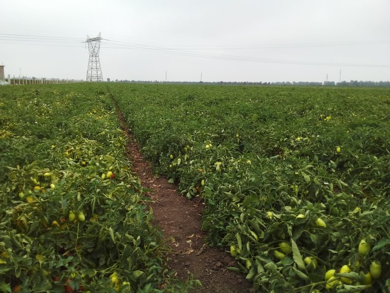 40 Ha Tomate dans une Ferme à Chbita, Taref 2022