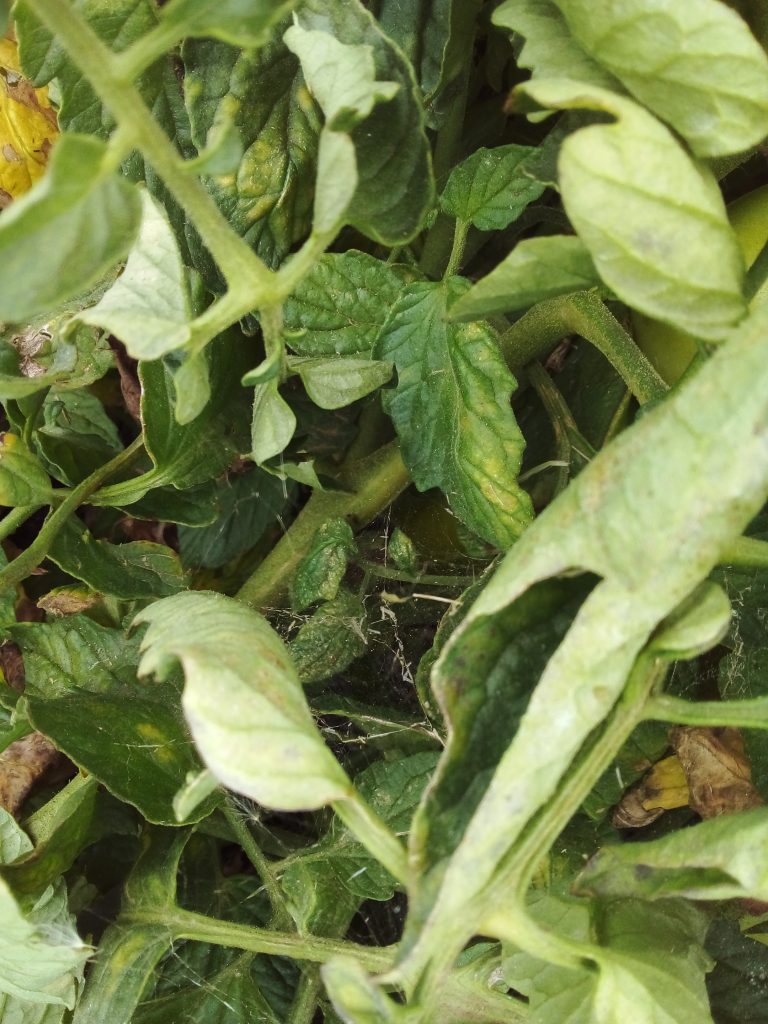 Attaque d'acariens sur culture de Tomate Taref 2022