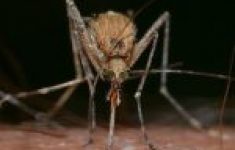 insects-820484_640-150×150