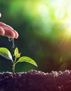 Watering Young Plant – Vintage Effect
