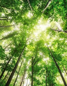 Beautiful nature at morning in the misty spring forest with sun rays