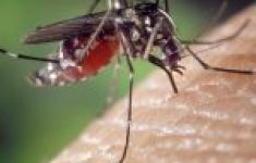 mosquito-1332382_640-1-150×150