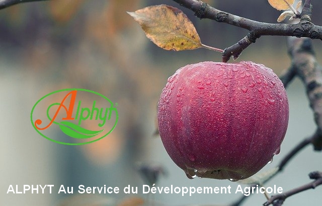 apple-1122537_640-1