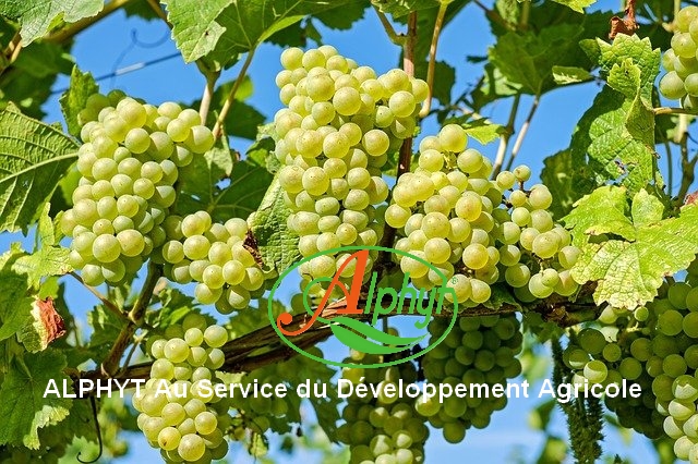grapes-2656259_640-1