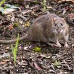 AGRIFAR – Raticide en pellets pour lutter contre les rats des champs, à base de difénacoum