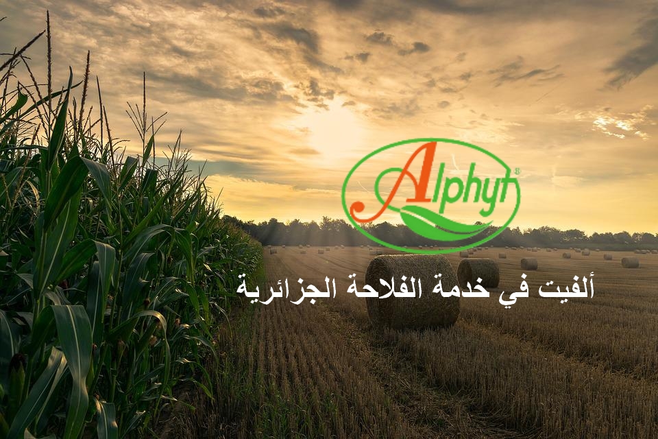 harvest-4195417_960_720