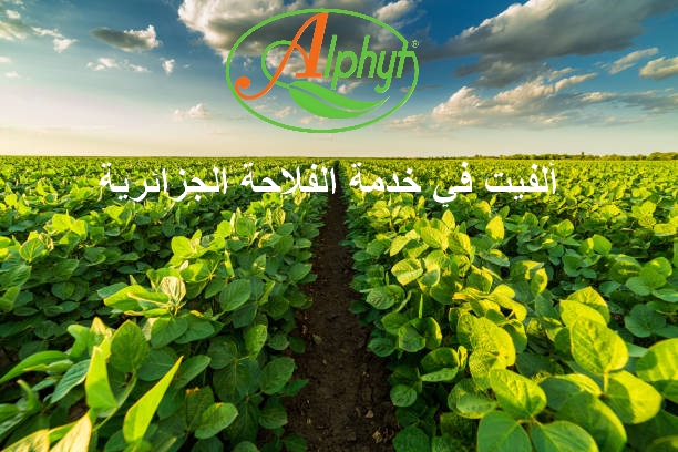 Green ripening soybean field, agricultural landscape