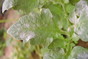 1200px-Tomate_Mehltau_Blatt
