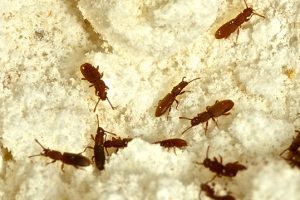 1869387849.sawtooth-grain-beetle