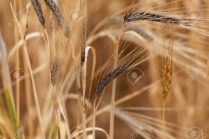 Spikes of barley with Covered smut, a disease caused by the fungi Ustilago hordei.
