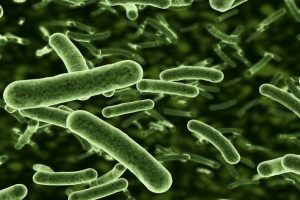 E-Coli