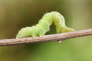 Profert-Les-noctuelles-des-cucurbitacées-01 - Copie