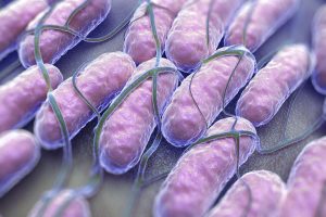 Salmonella