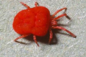 agrandissement de l’araignée rouge-acarien