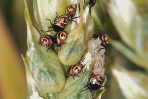 arpocoris-sp-juveniles-8
