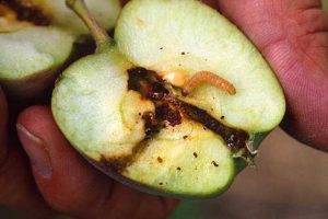carpocapse-larve-pomme