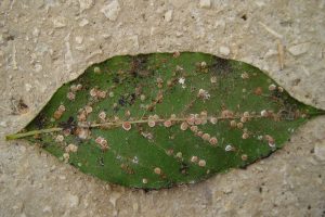 cochenille-2-137.jpg agrume