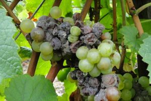 csm_Botrytis-vigne-grappe-1-360x360_2dad29485b