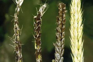 csm_Ustilago_nuda_f._sp._tritici_1_ClemsonUniversity-USDACooperative_b80a90716c