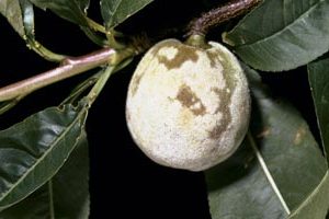 csm_oidium-fruit-abricotier-arboriculture-f2_8f1cc33873