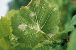 csm_vigne-oidium-protection-feuille-f2_04fb78cb1a