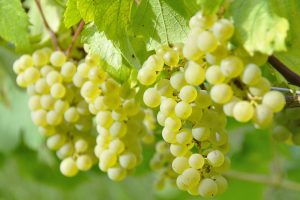 dja_grappe_raisin_noir_90564019 - Copie