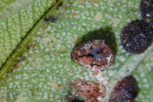 dscn0621-133.jpg cochenille noir