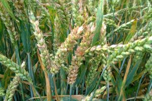 epis-ble-tendre-fusaries-1024