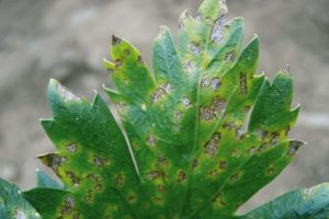 feuille