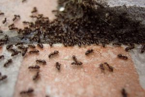 fourmis