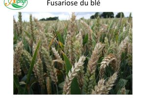 fusariose du blé