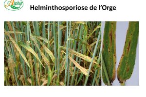 helminthosporiose de l'orge