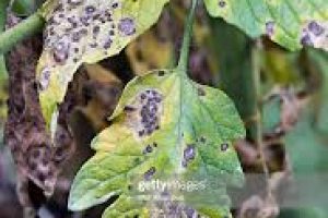 images (18)
