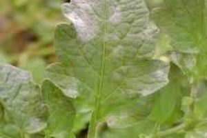 images (2)