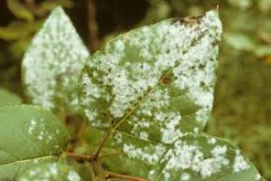 images (3)