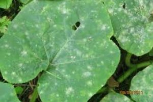 images (4)