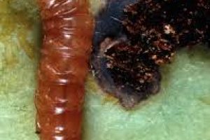 images (4)