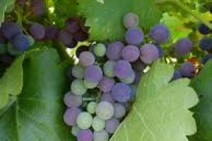 images (6)