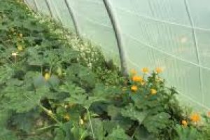 images - Copie