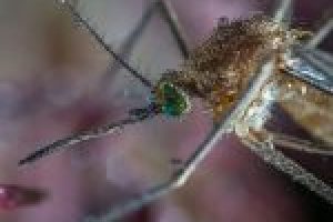 insect-3058541_640-150x150