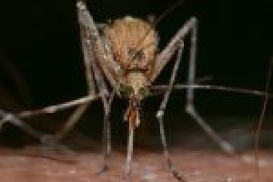 insects-820484_640-150x150