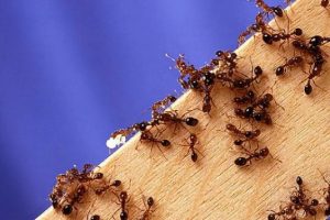 lutte contre fourmis