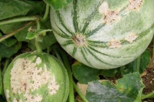 melon_cladosporiose_560x315