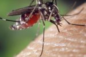 mosquito-1332382_640-1-150x150