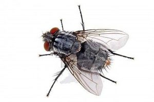 mouche-domestique